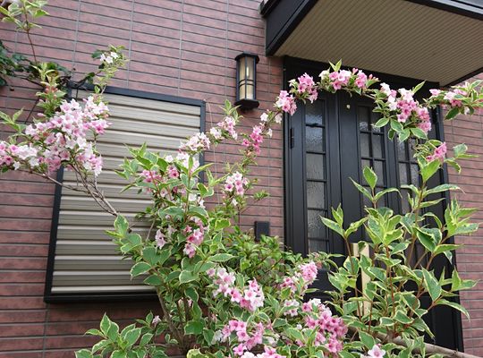 我が家の桜子ちゃんと呼ぶ花